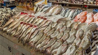 اسعار السمك اليوم الاربعاء 25 يونيو 2025 بسوق العبور.. ارتفاع البلطي والبوري