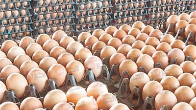 سعر كرتونة البيض والفراخ اليوم الاربعاء 25 يونيو 2025 بالسوق المصري