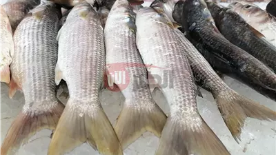 قائمة اسعار السمك اليوم الخميس 3 يوليو 2025 في سوق العبور للجملة