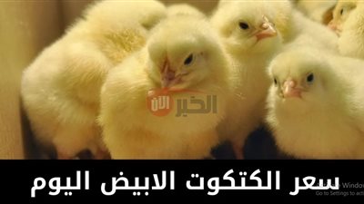 اسعار الكتاكيت البيضاء اليوم الجمعة 4 يوليو 2025 في جميع الشركات