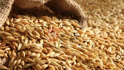 سعر الأرز الشعير الآن 2025 ينخفض بالأسواق المحلية مع وفرة المعروض