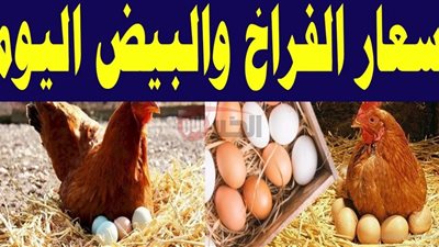 الكيلو بكام؟ أسعار الفراخ البيضاء اليوم في بورصة الدواجن والأسواق المصرية للمستهلكين