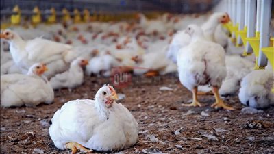 ارتفاع أسعار الفراخ البيضاء في بورصة الدواجن اليوم في مصر