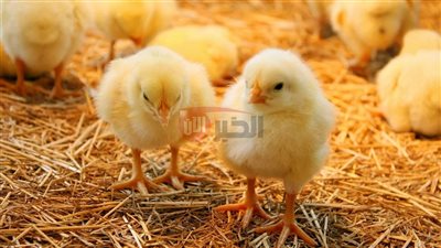 ارتفاع سعر الكتكوت الأبيض اليوم عمر يوم في مصر.. الأسباب والتوقعات المستقبلية