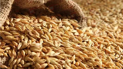 سعر الأرز الشعير اليوم الخميس 17-7-2025 وفقاً للجودة في الأسواق المحلية