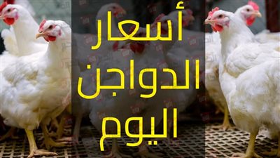 بعد الارتفاع.. أسعار الفراخ البيضاء في بورصة الدواجن والأسواق المصرية للمستهلكين