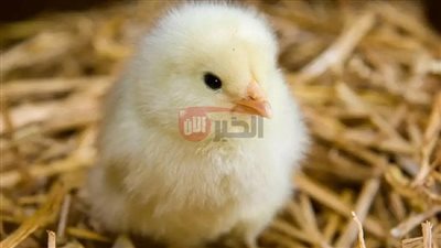 زيادة جديدة في أسعار الكتكوت الأبيض اليوم في مصر.. ما السبب؟