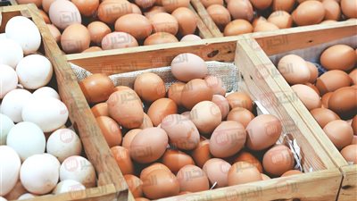 تراجع سعر كرتونة البيض اليوم للمستهلك في الاسواق المصرية.. الأسباب والعوامل المؤثرة