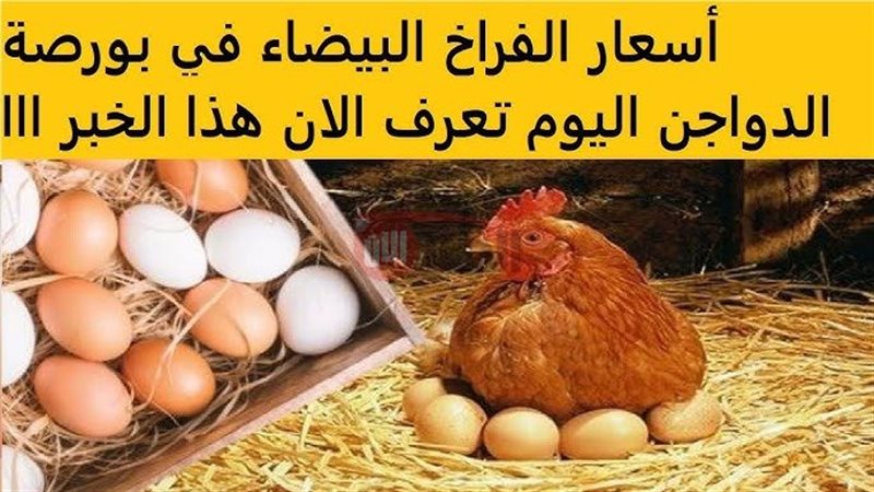 بورصة الدواجن اليوم