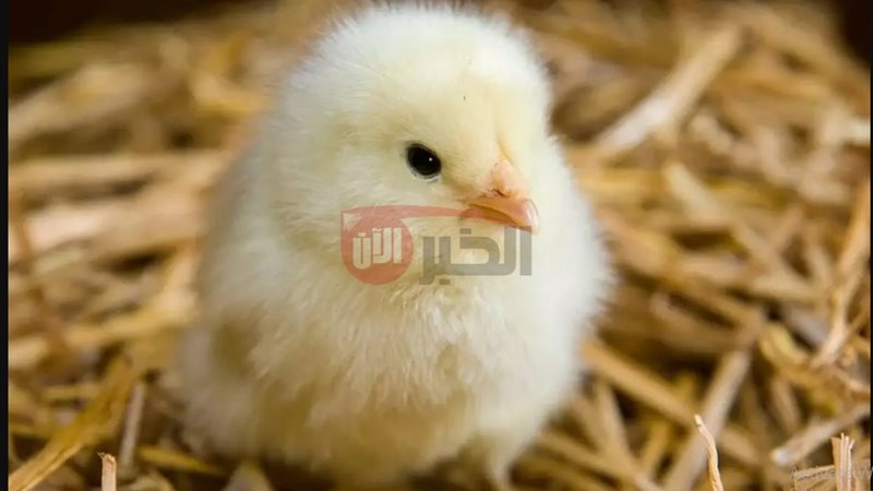 سعر الكتكوت الأبيض
