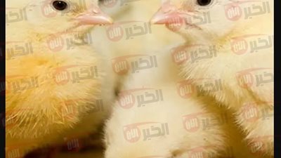 ارتفاع اسعار الكتاكيت اليوم في بورصة الدواجن الرئيسية.. الأسباب والتوقعات وتأثير السوق