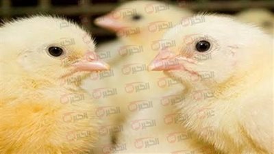 ارتفاع سعر الكتكوت الأبيض اليوم عمر يوم في بورصة الدواجن الرئيسية