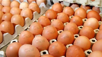 ارتفاع سعر كرتونة البيض اليوم في المزارع والأسواق المصرية (ابيض واحمر وبلدي)