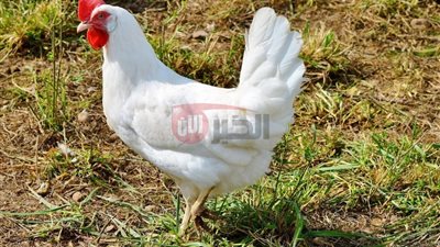 ارتفاع أسعار الفراخ البيضاء في بورصة الدواجن والأسواق المصرية.. ما السبب؟