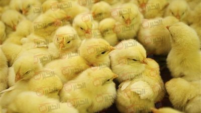 سعر الكتكوت اليوم الجمعة 1 أغسطس 2025 في بورصة الدواجن والاسواق المحلية