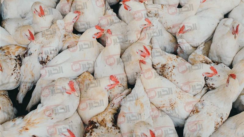 بورصة الدواجن اليوم