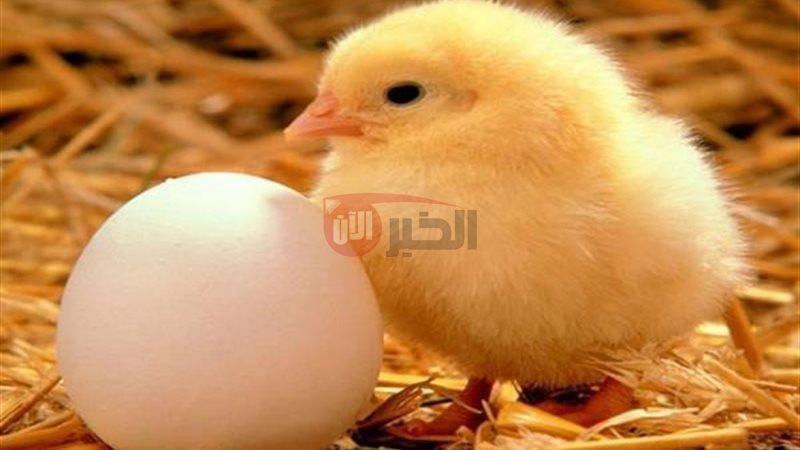 سعر الكتكوت الأبيض