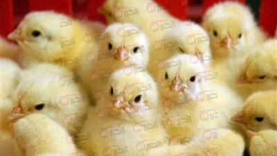 بعد ارتفاع الدواجن.. سعر الكتكوت الأبيض اليوم في جميع الشركات