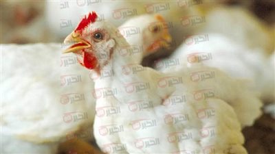 ارتفاع أسعار الفراخ البيضاء في بورصة الدواجن.. الأسباب الكاملة وتأثيرها على المستهلك