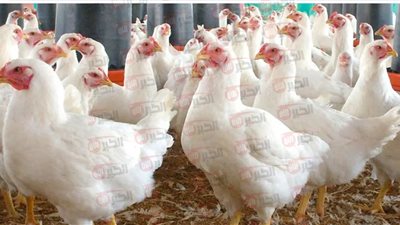 الكيلو بكام؟ أسعار الفراخ البيضاء في بورصة الدواجن والأسواق المصرية للمستهلكين 