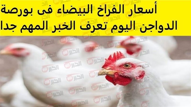 أسعار الفراخ البيضاء